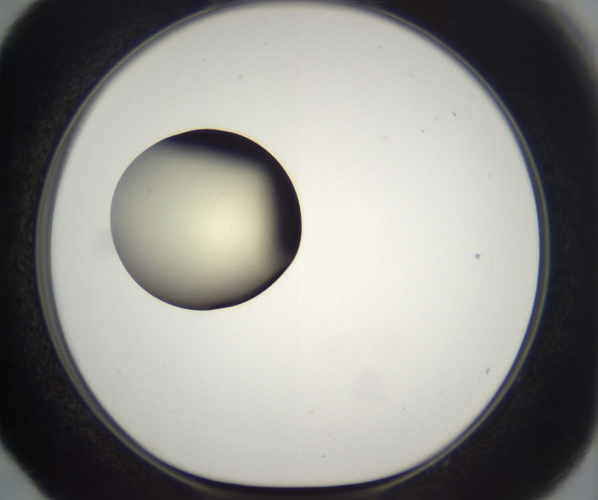 folderID199_plateID2199_batchID9972_wellNum52_profileID1_d1_r149322_ef.jpg