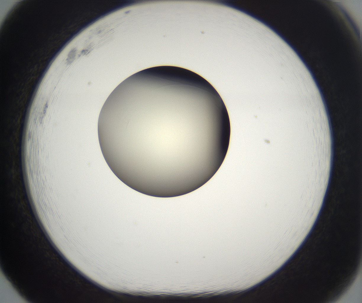 folderID199_plateID2199_batchID9972_wellNum65_profileID1_d1_r149335_ef.jpg