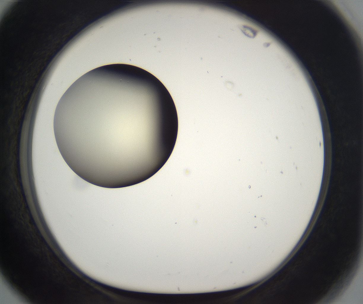 folderID199_plateID2199_batchID9972_wellNum80_profileID1_d1_r149350_ef.jpg