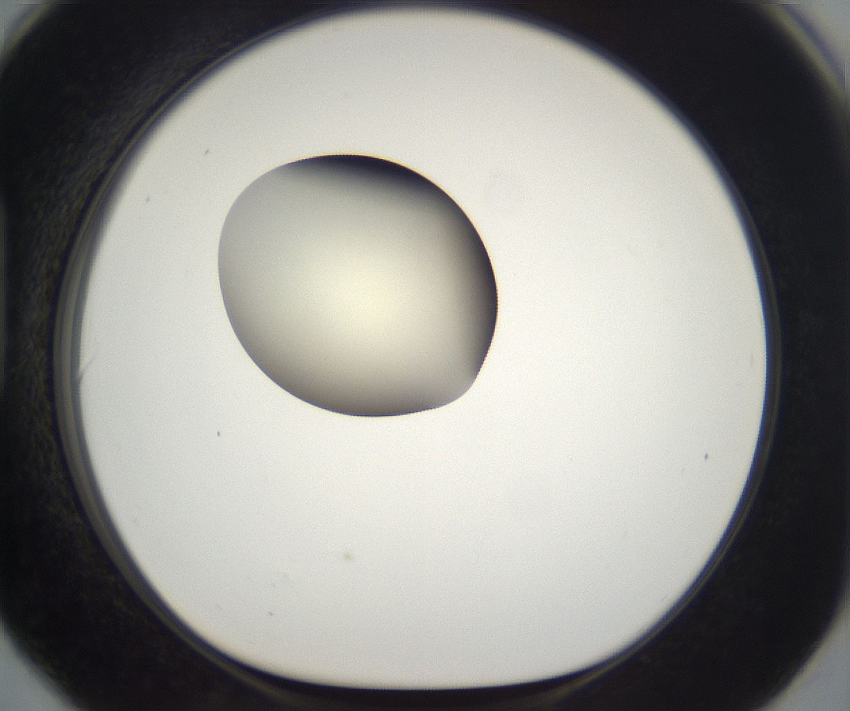 folderID199_plateID2199_batchID9972_wellNum90_profileID1_d1_r149360_ef.jpg