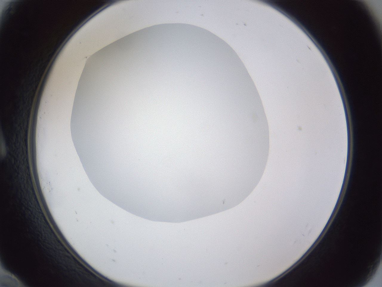 folderID19_plateID1019_batchID1884_wellNum10_profileID1_d1_r42797_ef.jpg