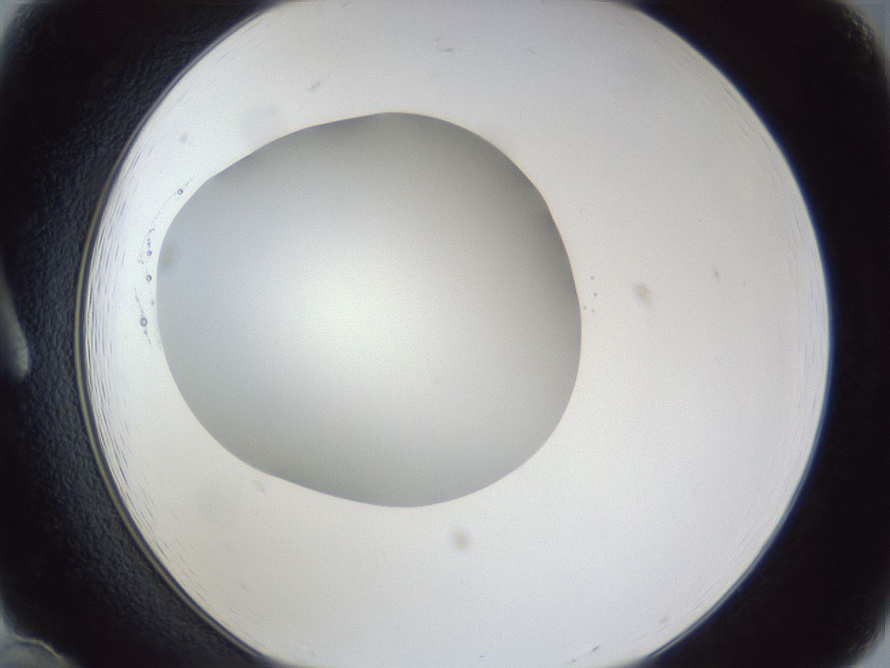 folderID19_plateID1019_batchID1884_wellNum12_profileID1_d1_r42799_ef.jpg
