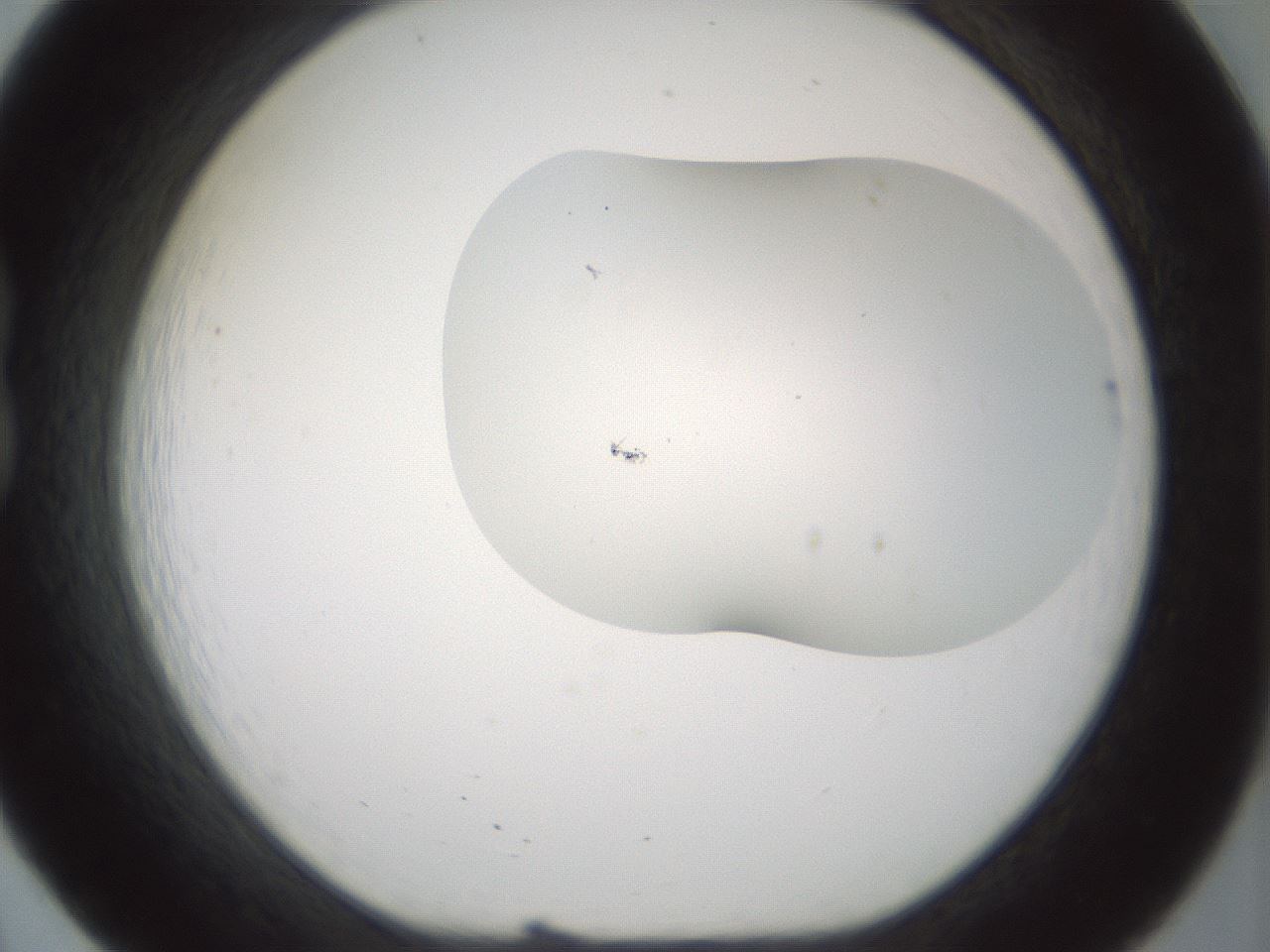 folderID200_plateID1200_batchID3525_wellNum20_profileID1_d1_r66386_ef.jpg