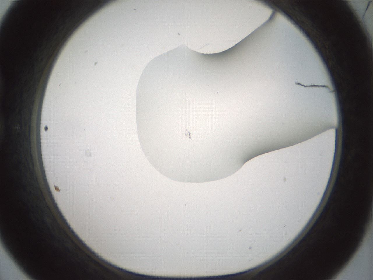 folderID200_plateID1200_batchID3525_wellNum21_profileID1_d1_r66387_ef.jpg