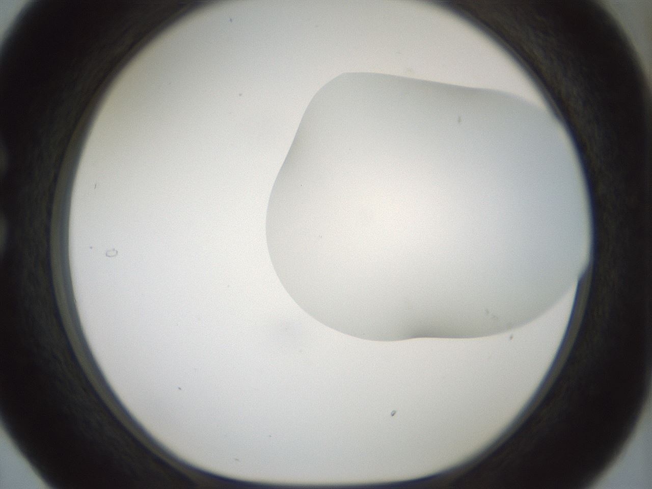 folderID200_plateID1200_batchID3525_wellNum29_profileID1_d1_r66395_ef.jpg