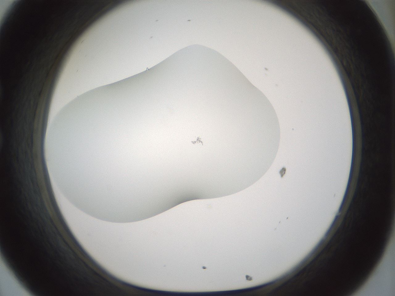 folderID200_plateID1200_batchID3525_wellNum32_profileID1_d1_r66398_ef.jpg