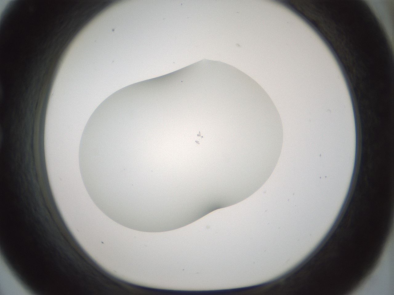 folderID200_plateID1200_batchID3525_wellNum33_profileID1_d1_r66399_ef.jpg