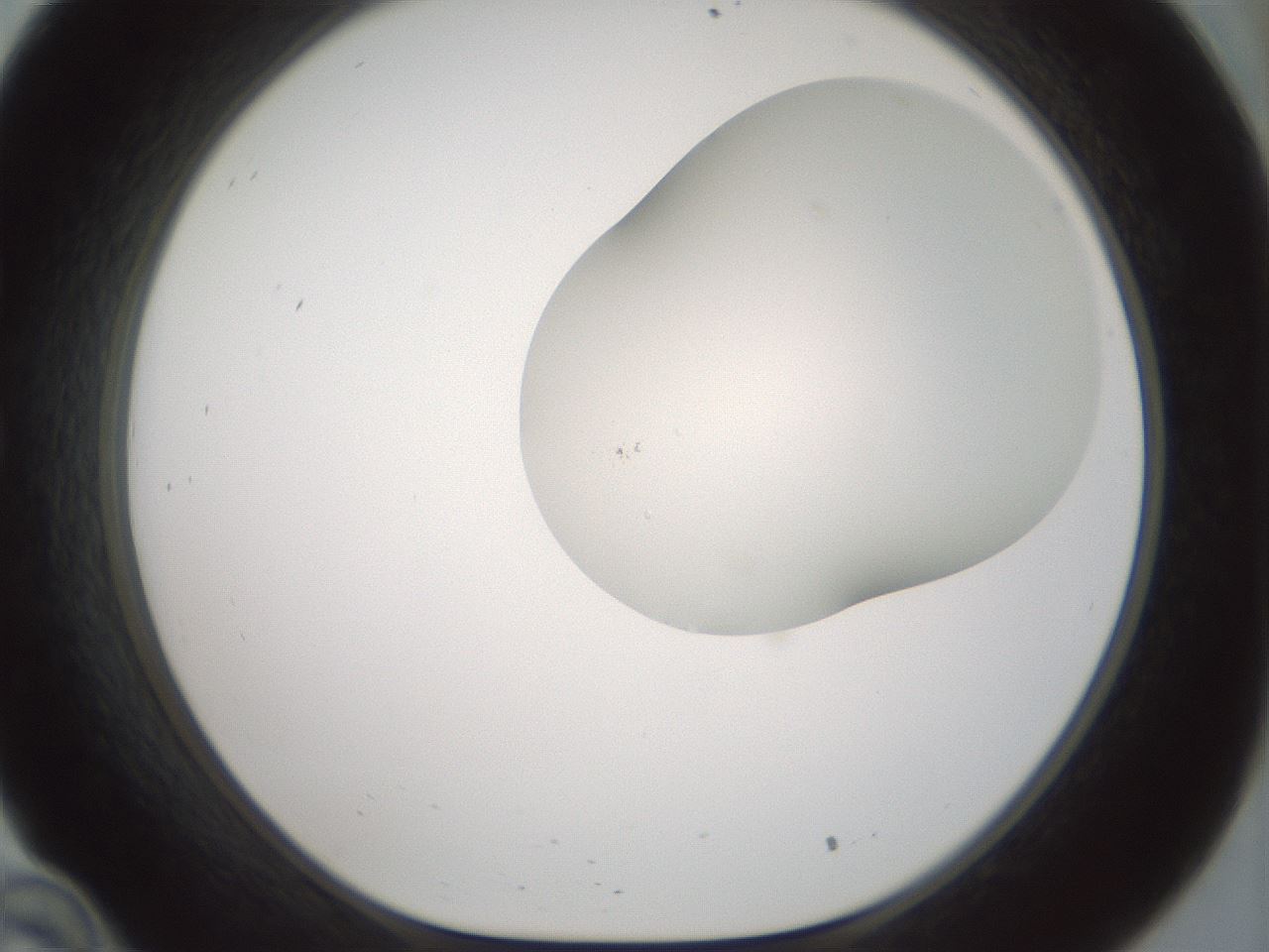 folderID200_plateID1200_batchID3525_wellNum34_profileID1_d1_r66400_ef.jpg
