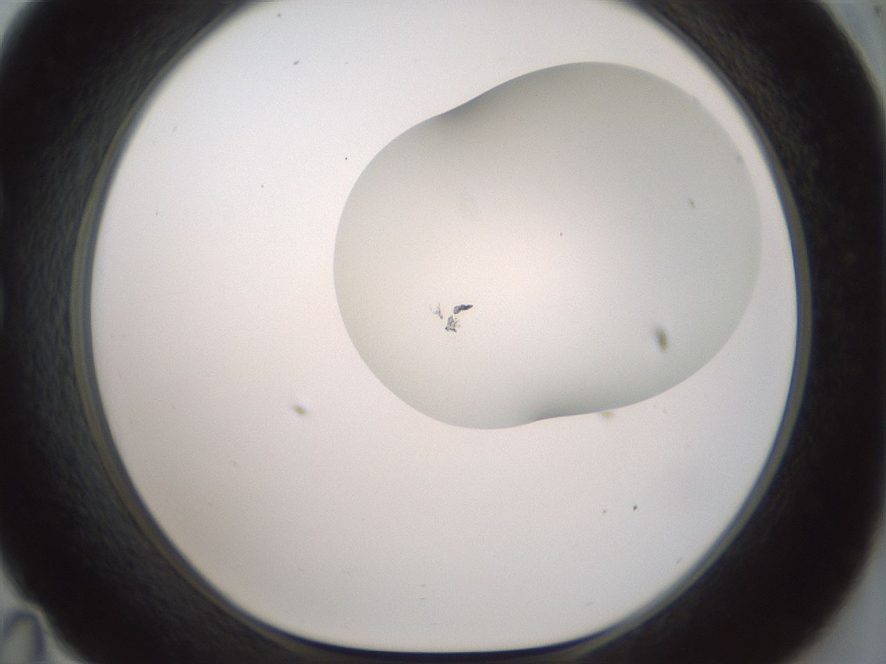 folderID200_plateID1200_batchID3525_wellNum35_profileID1_d1_r66401_ef.jpg