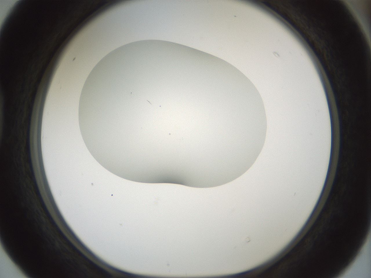 folderID200_plateID1200_batchID3525_wellNum40_profileID1_d1_r66406_ef.jpg