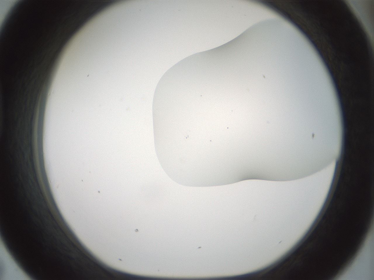folderID200_plateID1200_batchID3525_wellNum43_profileID1_d1_r66409_ef.jpg