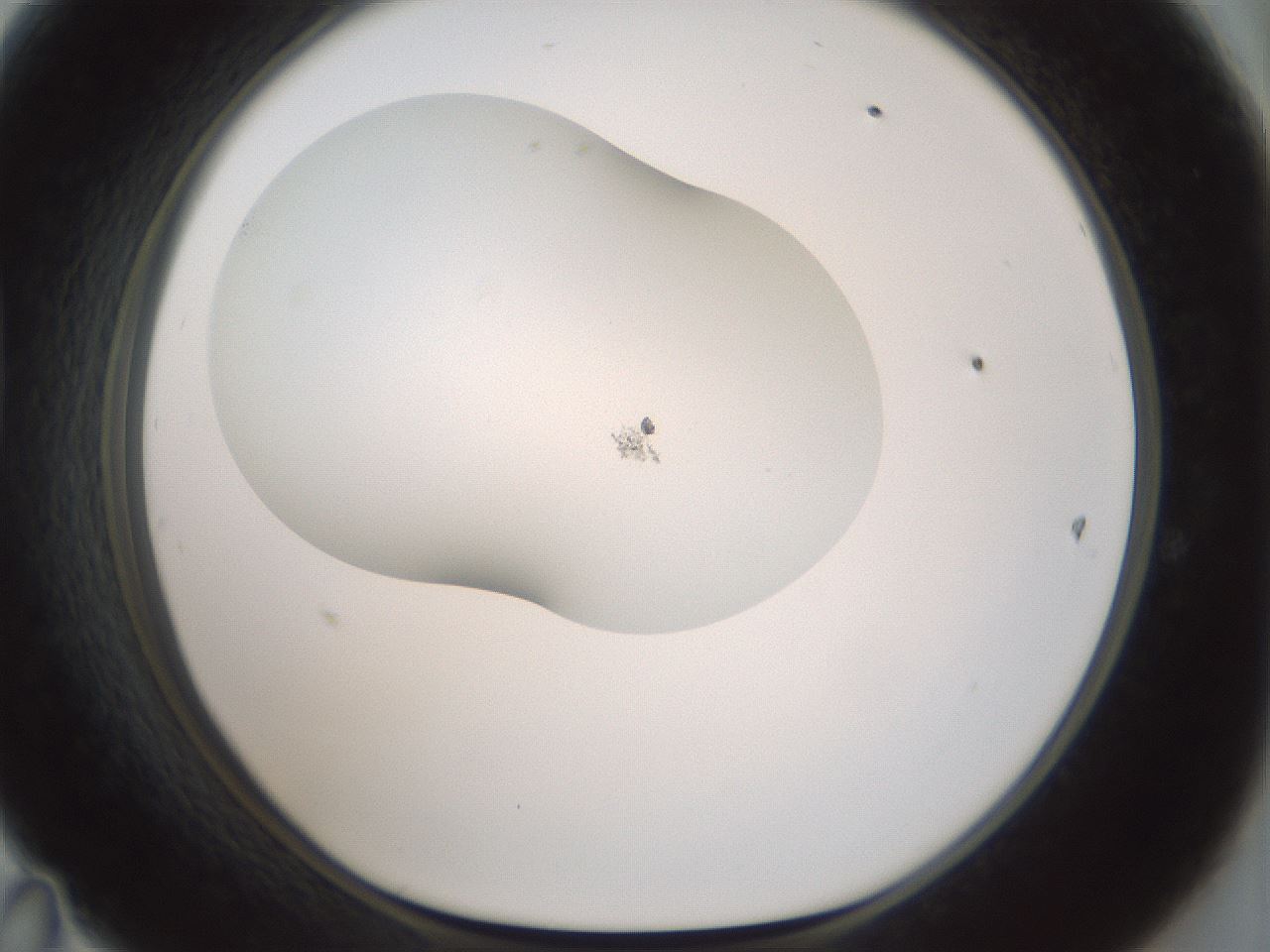 folderID200_plateID1200_batchID3525_wellNum47_profileID1_d1_r66413_ef.jpg