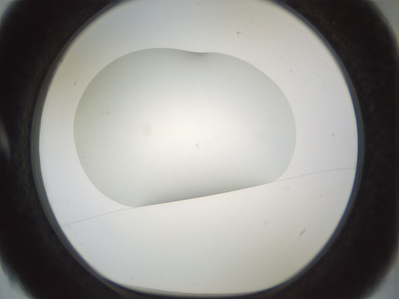 folderID200_plateID1200_batchID3525_wellNum4_profileID1_d1_r66370_ef.jpg