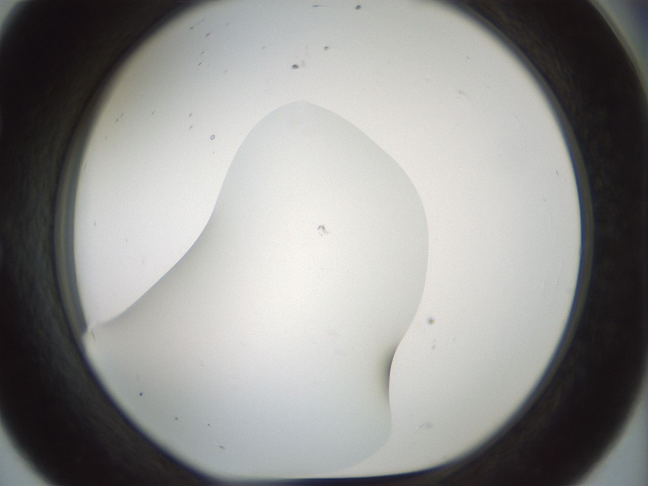 folderID200_plateID1200_batchID3525_wellNum56_profileID1_d1_r66422_ef.jpg