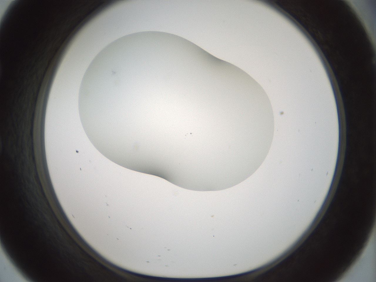 folderID200_plateID1200_batchID3525_wellNum57_profileID1_d1_r66423_ef.jpg