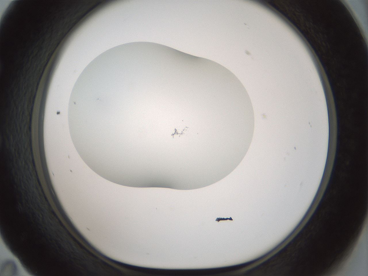 folderID200_plateID1200_batchID3525_wellNum59_profileID1_d1_r66425_ef.jpg