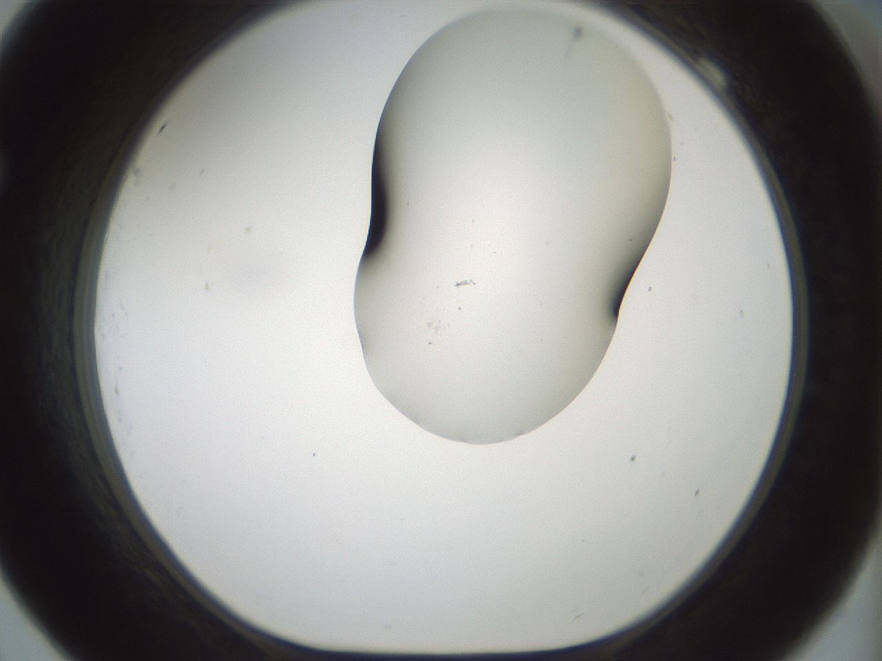 folderID200_plateID1200_batchID3525_wellNum69_profileID1_d1_r66435_ef.jpg