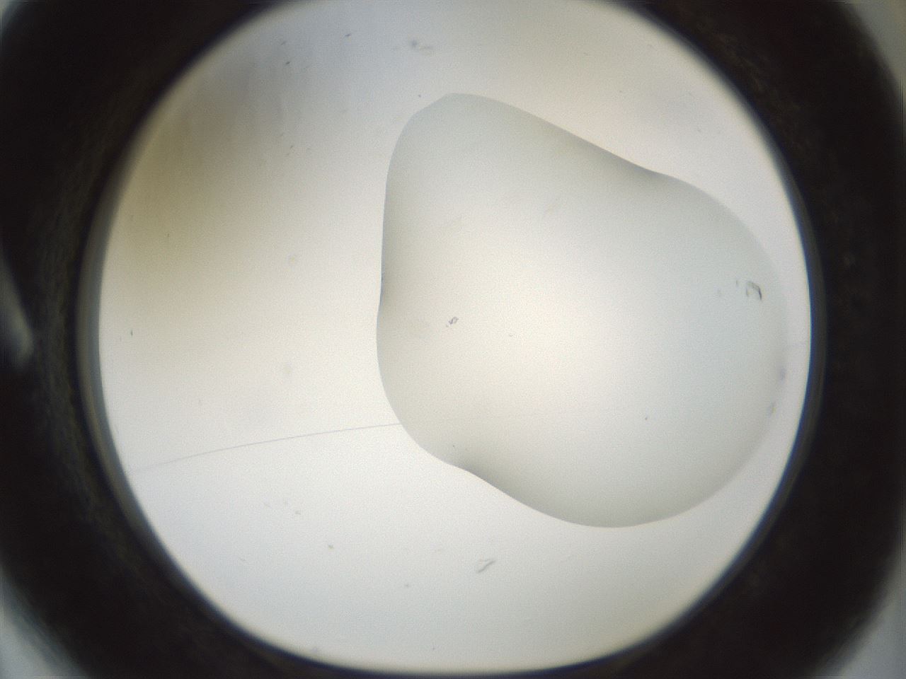 folderID200_plateID1200_batchID3525_wellNum6_profileID1_d1_r66372_ef.jpg