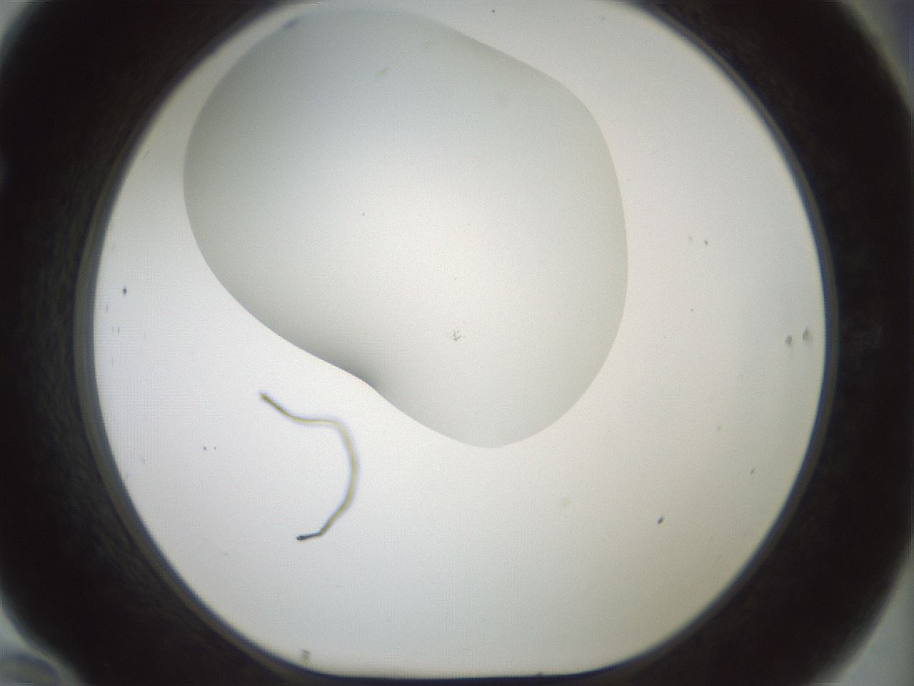 folderID200_plateID1200_batchID3525_wellNum70_profileID1_d1_r66436_ef.jpg
