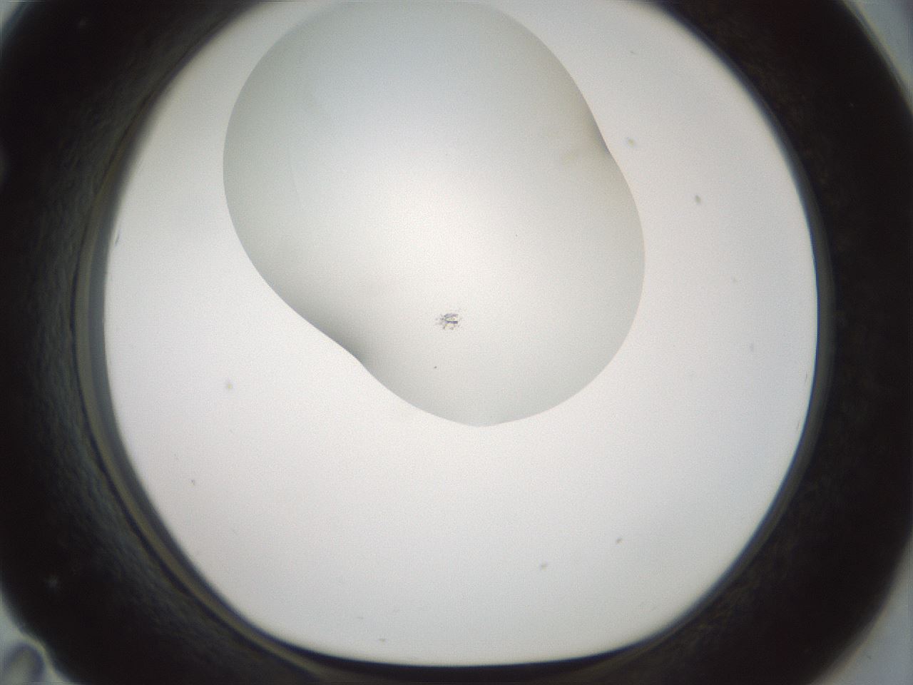 folderID200_plateID1200_batchID3525_wellNum71_profileID1_d1_r66437_ef.jpg
