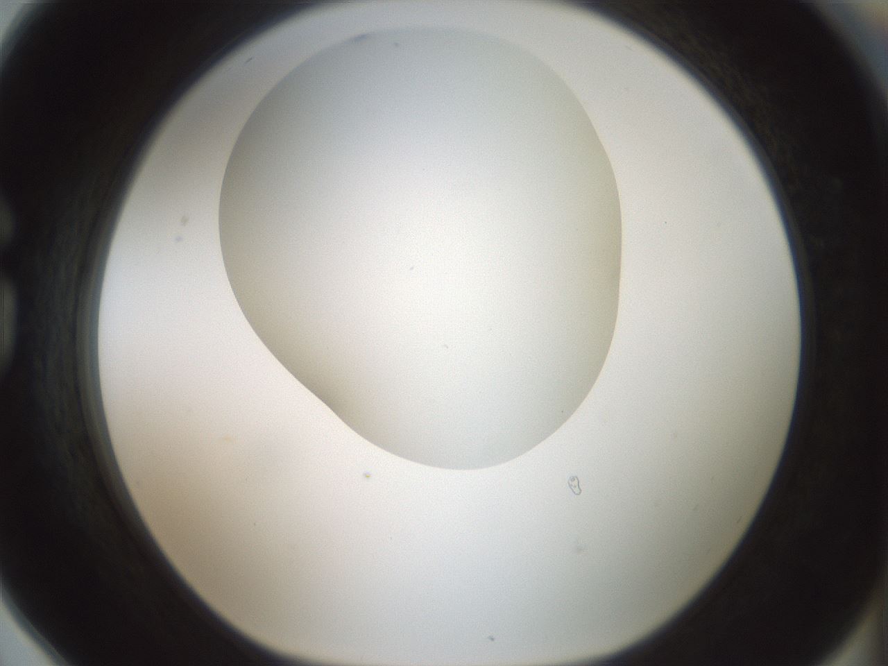 folderID200_plateID1200_batchID3525_wellNum78_profileID1_d1_r66444_ef.jpg