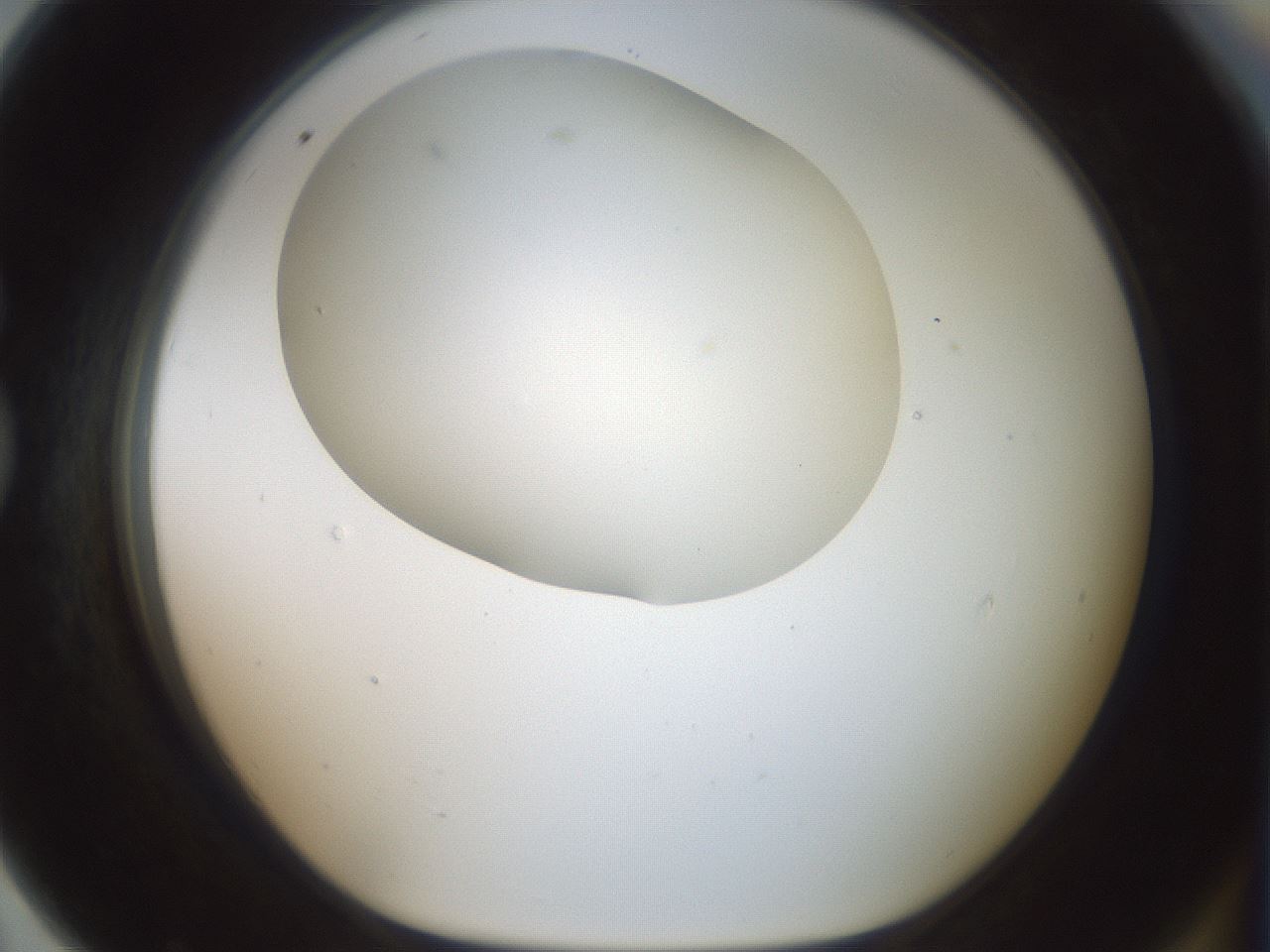 folderID200_plateID1200_batchID3525_wellNum79_profileID1_d1_r66445_ef.jpg