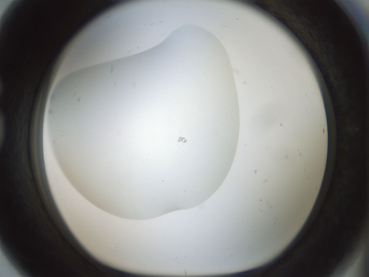 folderID200_plateID1200_batchID3525_wellNum80_profileID1_d1_r66446_ef.jpg