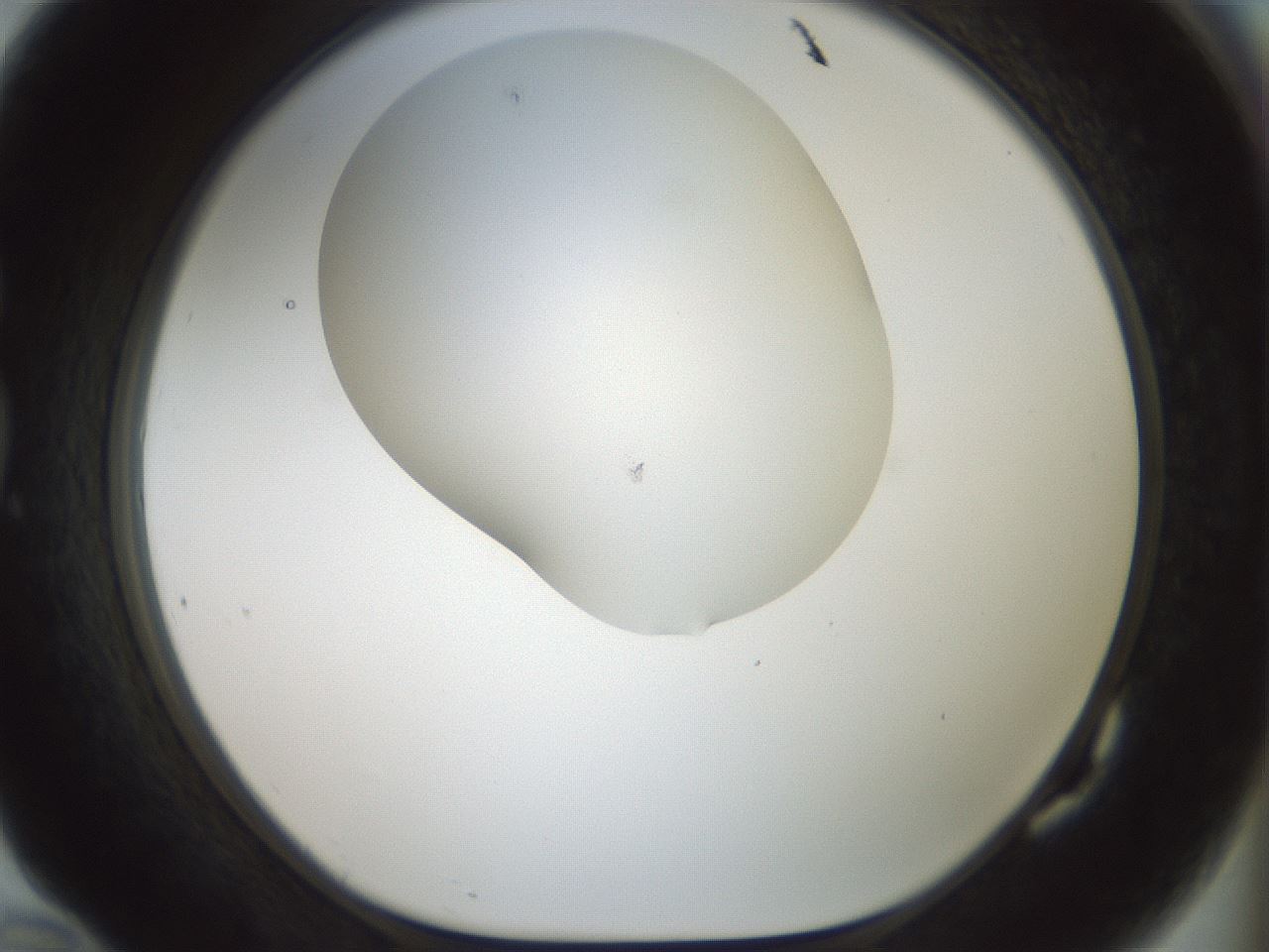 folderID200_plateID1200_batchID3525_wellNum82_profileID1_d1_r66448_ef.jpg