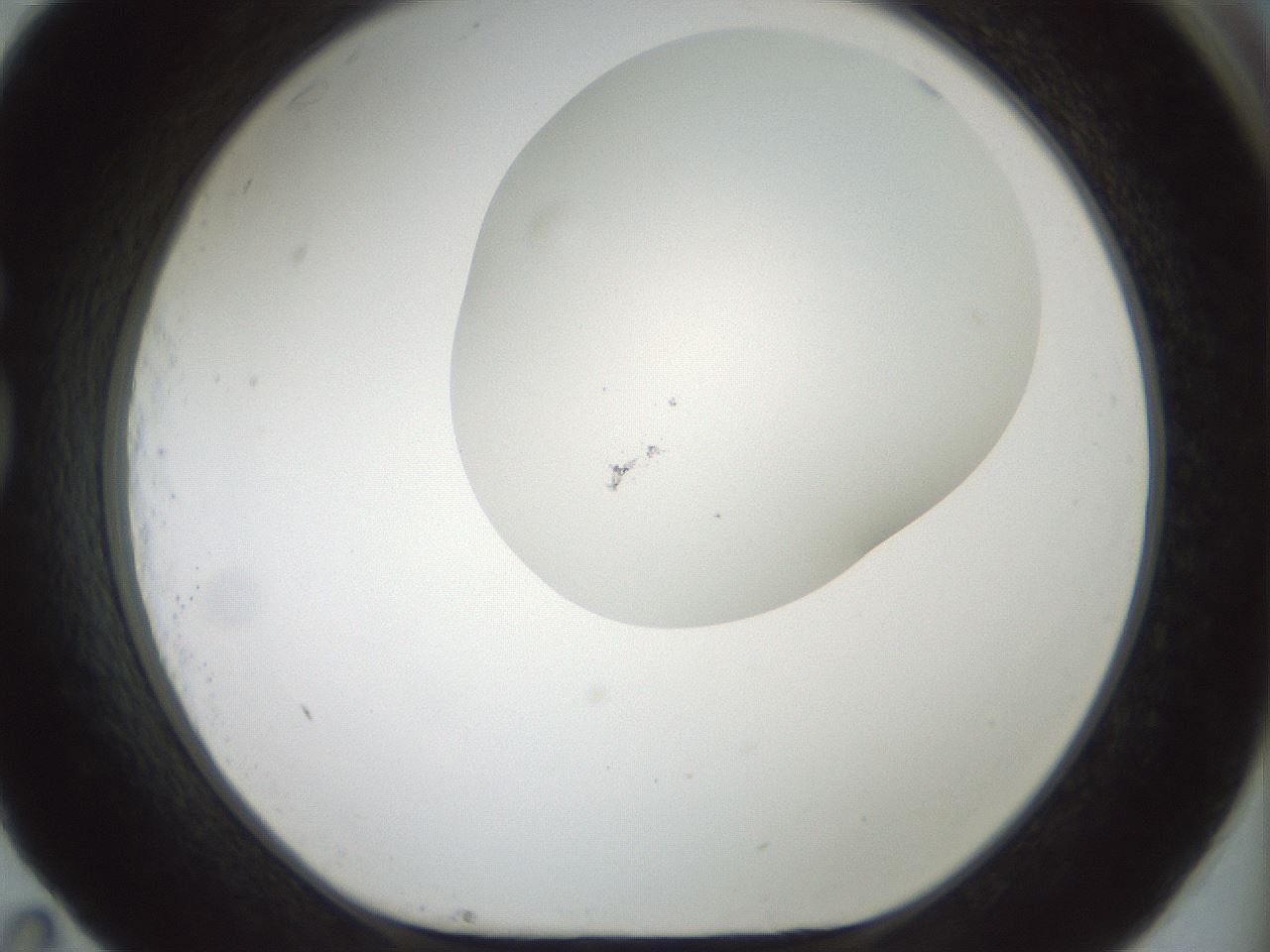 folderID200_plateID1200_batchID3525_wellNum83_profileID1_d1_r66449_ef.jpg