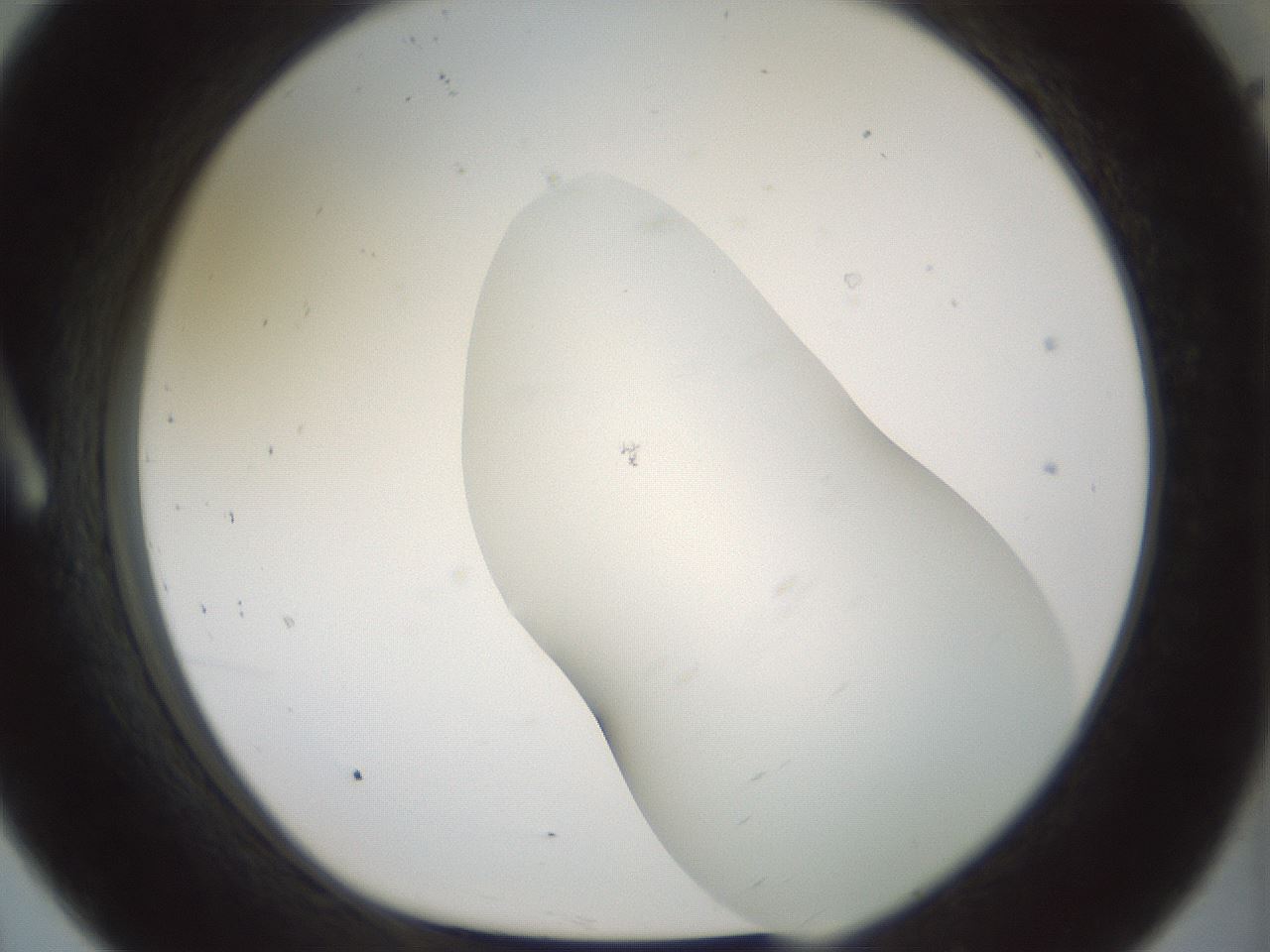 folderID200_plateID1200_batchID3525_wellNum8_profileID1_d1_r66374_ef.jpg