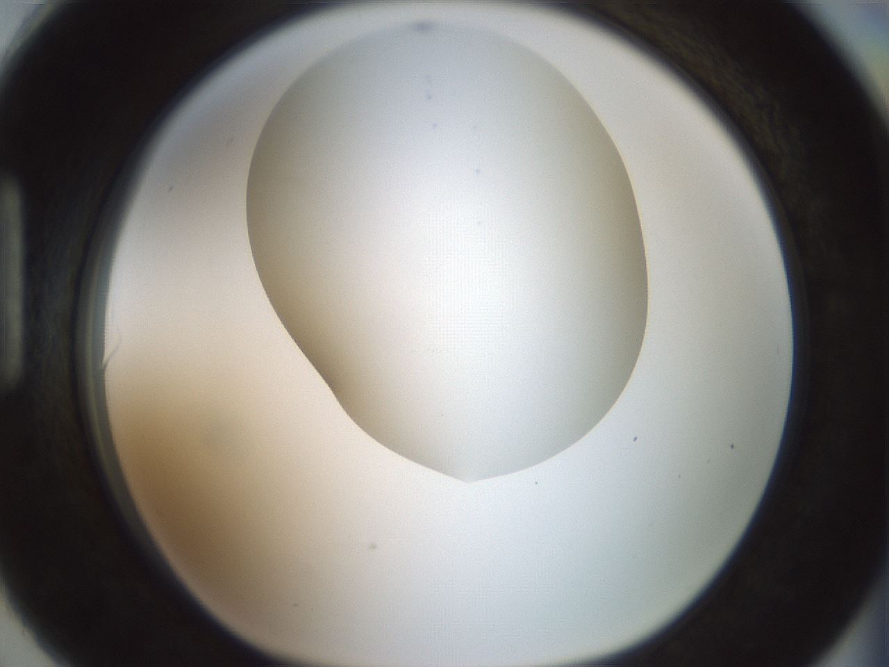 folderID200_plateID1200_batchID3525_wellNum90_profileID1_d1_r66456_ef.jpg