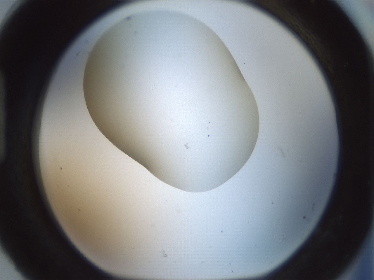 folderID200_plateID1200_batchID3525_wellNum92_profileID1_d1_r66458_ef.jpg