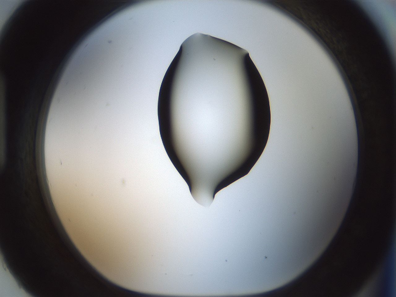 folderID200_plateID1200_batchID3525_wellNum93_profileID1_d1_r66459_ef.jpg