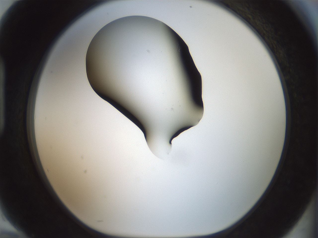 folderID200_plateID1200_batchID3525_wellNum94_profileID1_d1_r66460_ef.jpg