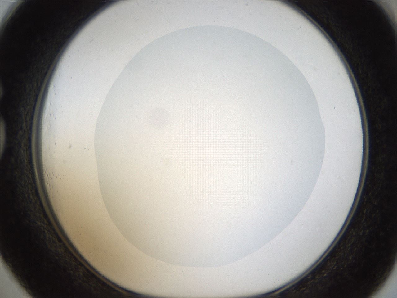 folderID20_plateID1020_batchID1883_wellNum73_profileID1_d1_r42764_ef.jpg
