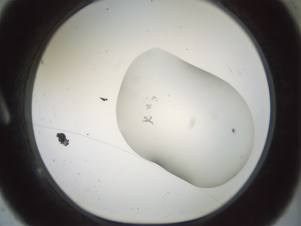 folderID200_plateID1200_batchID3525_wellNum9_profileID1_d1_r66375_ef.jpg