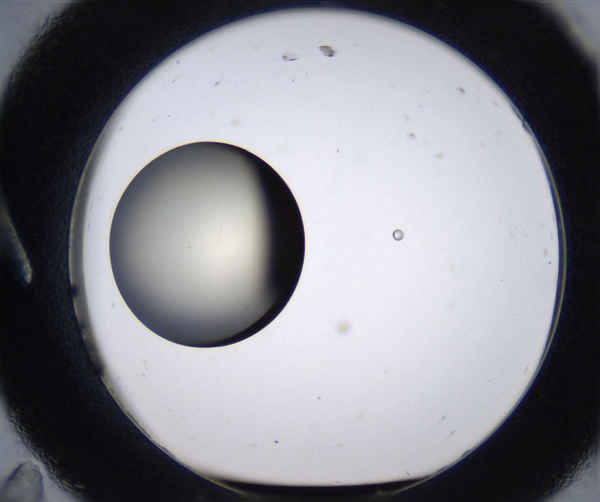 folderID200_plateID2200_batchID9969_wellNum11_profileID1_d1_r149185_ef.jpg
