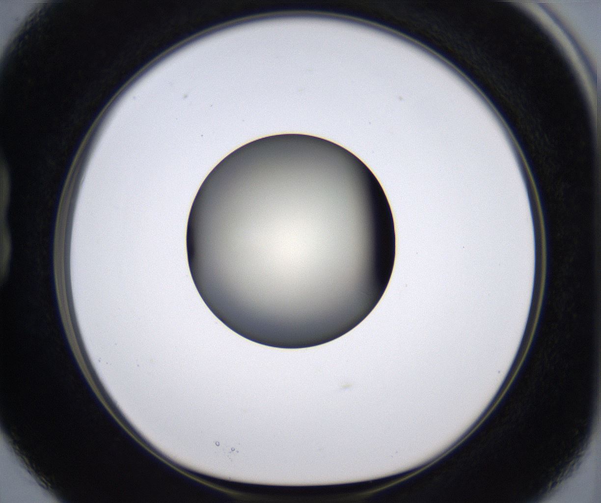 folderID200_plateID2200_batchID9969_wellNum15_profileID1_d1_r149189_ef.jpg