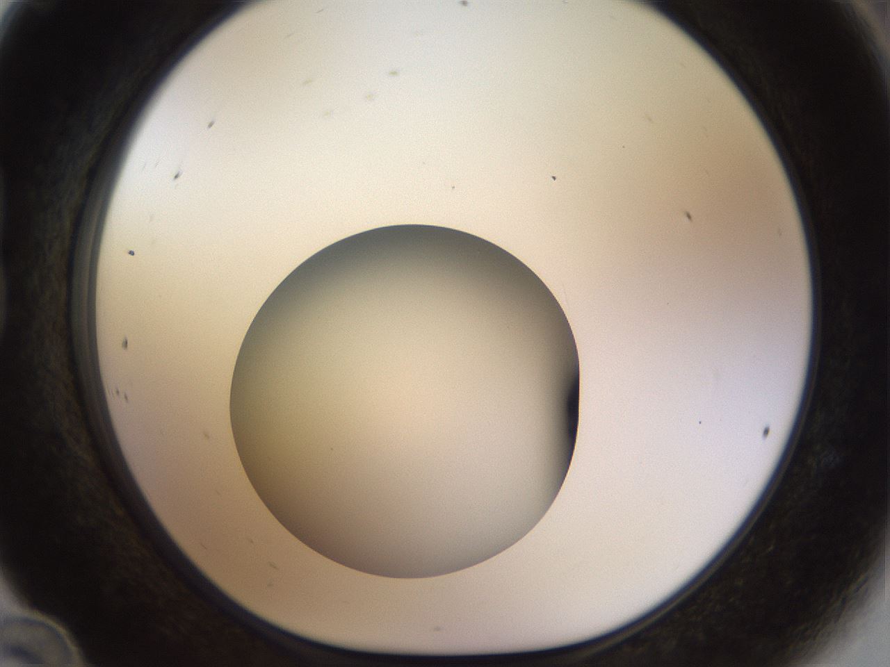 folderID448_plateID1448_batchID5525_wellNum24_profileID1_d1_r91731_ef.jpg