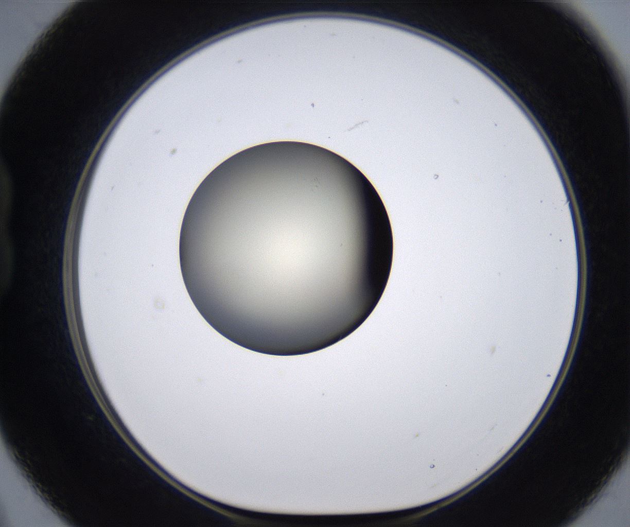 folderID200_plateID2200_batchID9969_wellNum21_profileID1_d1_r149195_ef.jpg