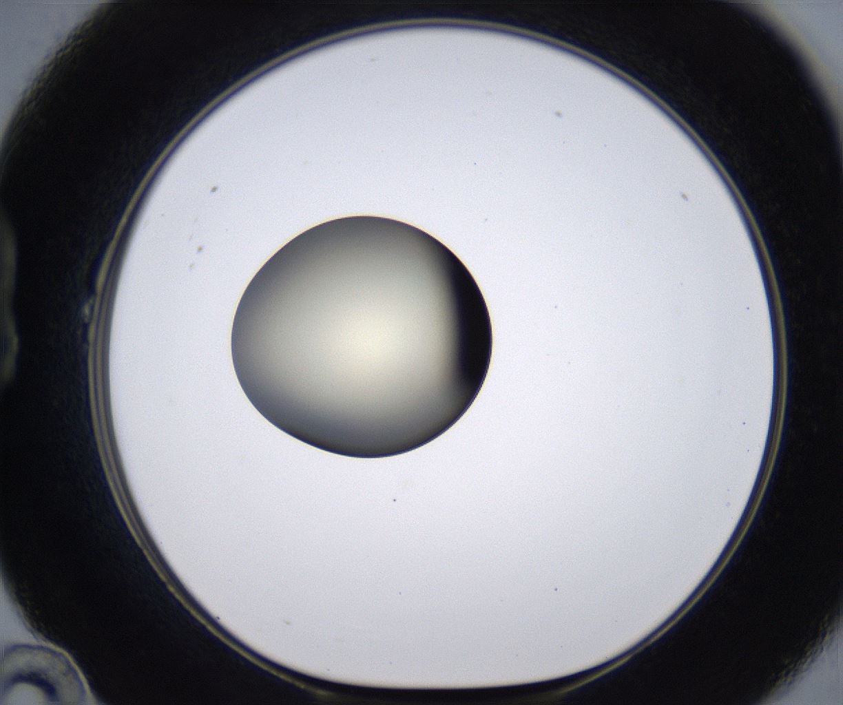 folderID200_plateID2200_batchID9969_wellNum22_profileID1_d1_r149196_ef.jpg