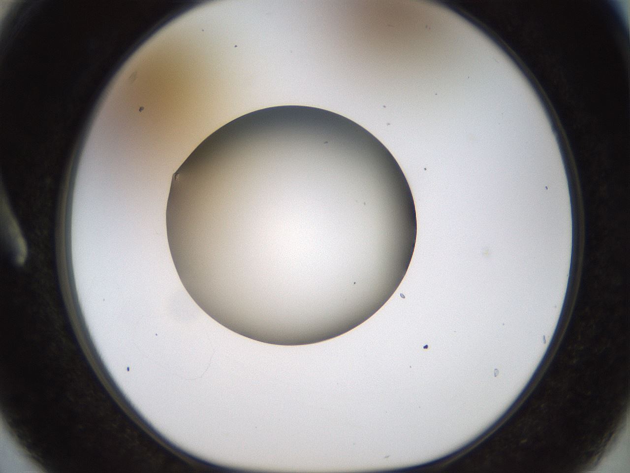folderID448_plateID1448_batchID5525_wellNum3_profileID1_d1_r91710_ef.jpg