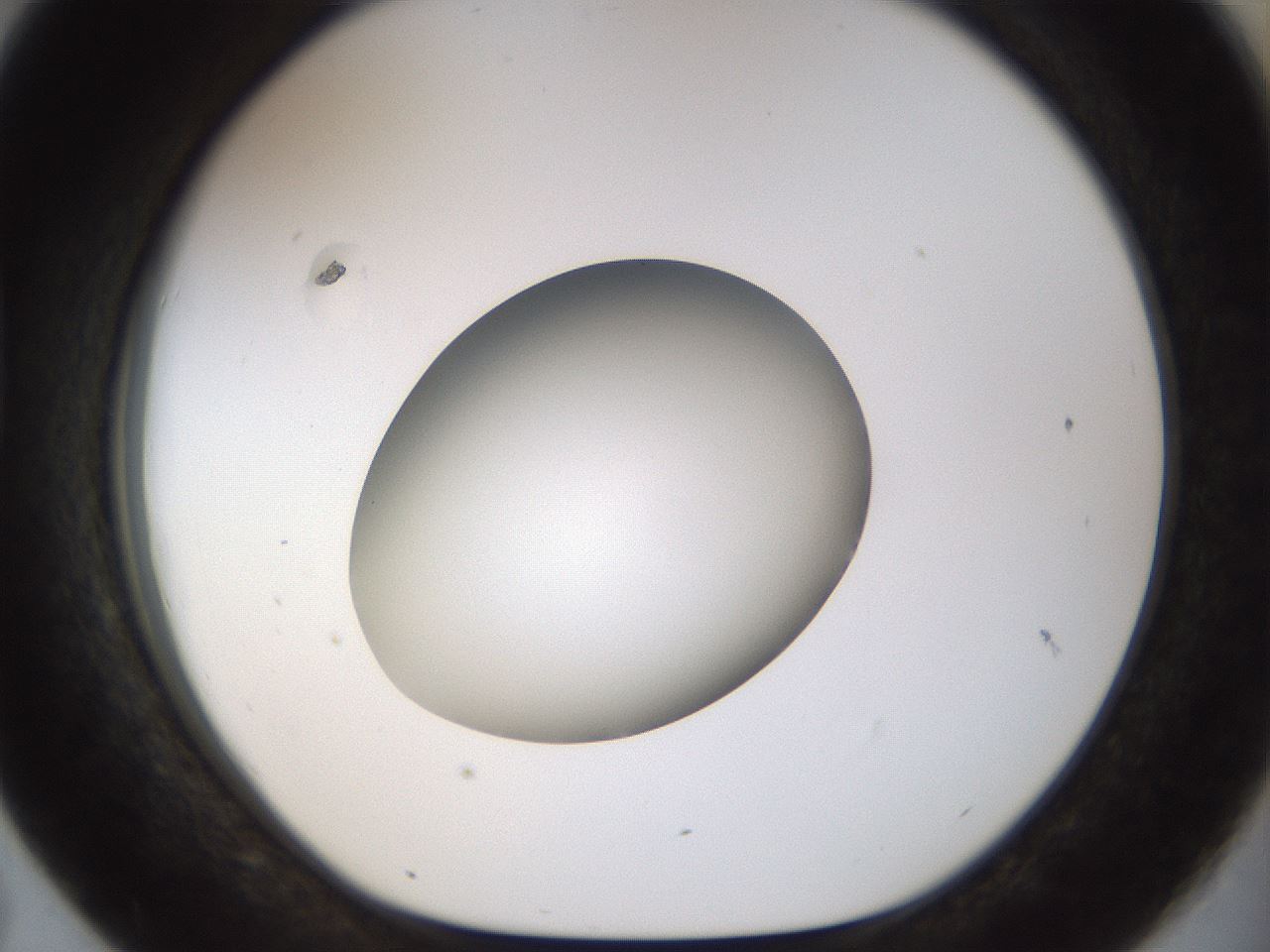 folderID448_plateID1448_batchID5525_wellNum43_profileID1_d1_r91750_ef.jpg