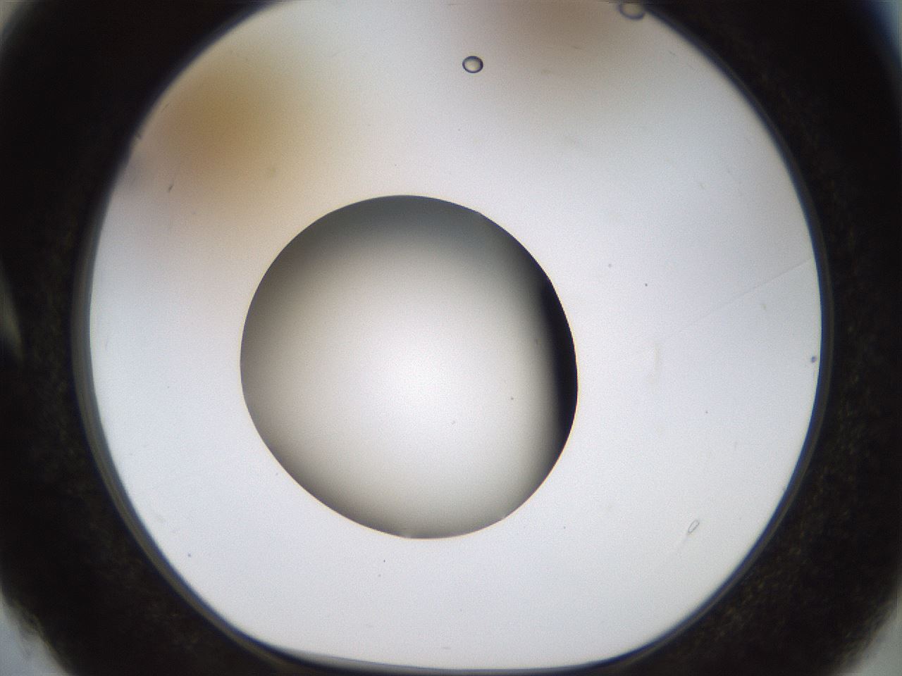folderID448_plateID1448_batchID5525_wellNum4_profileID1_d1_r91711_ef.jpg