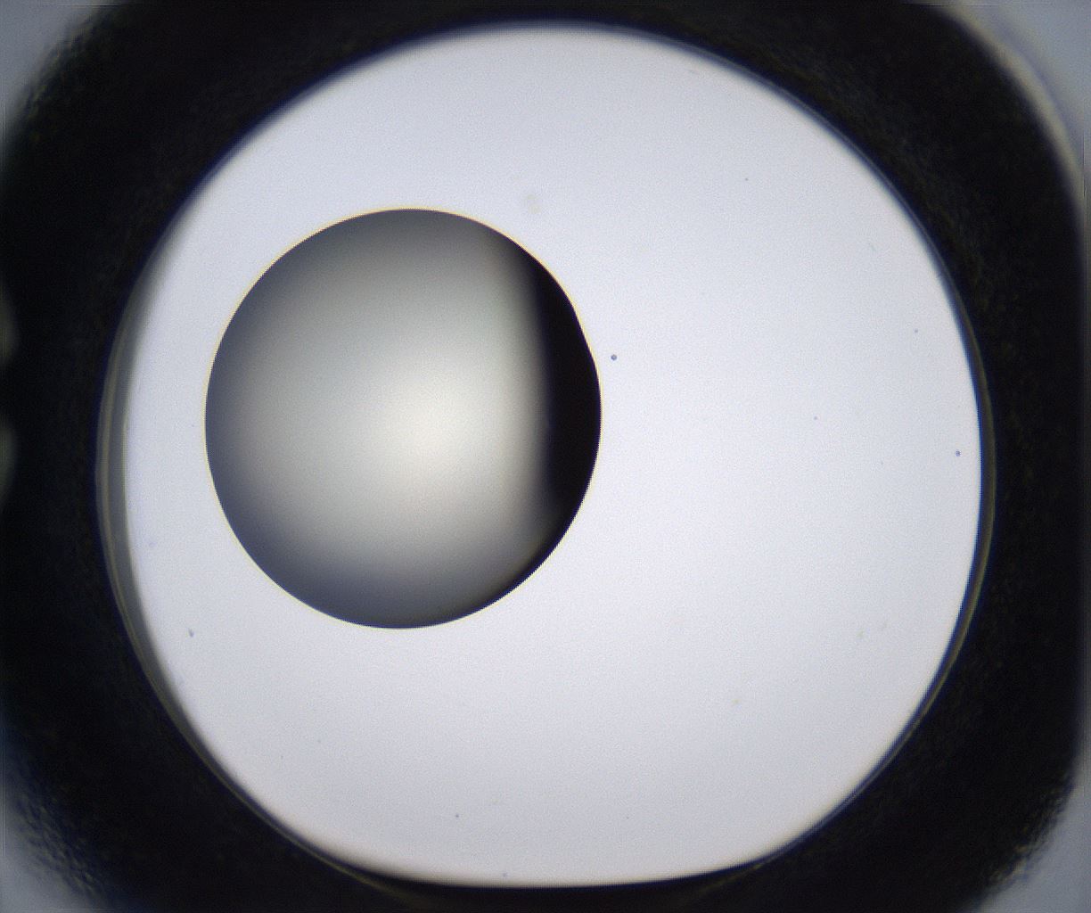 folderID200_plateID2200_batchID9969_wellNum27_profileID1_d1_r149201_ef.jpg