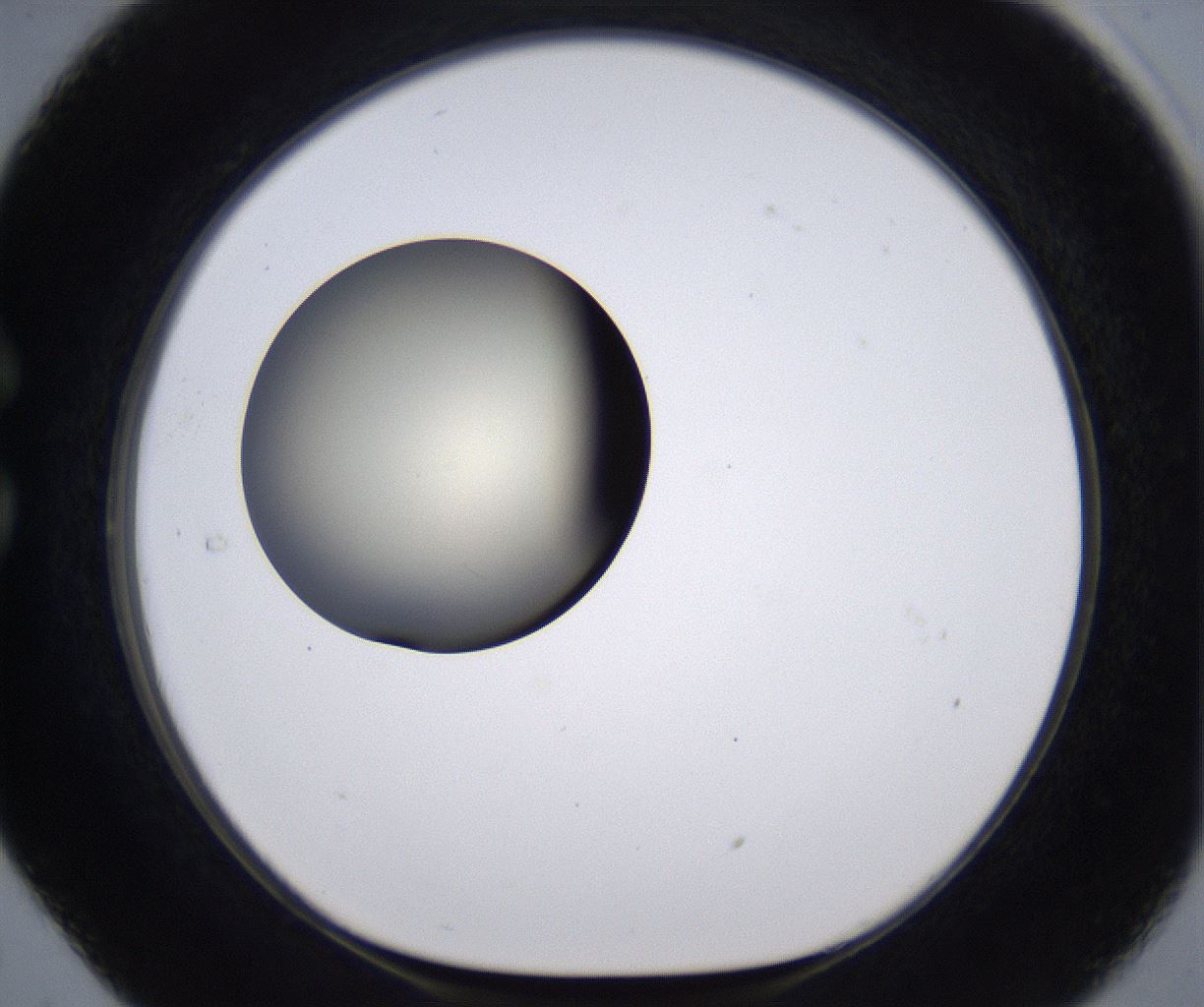 folderID200_plateID2200_batchID9969_wellNum29_profileID1_d1_r149203_ef.jpg