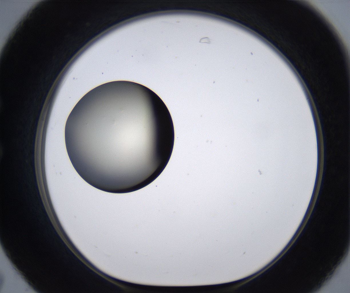 folderID200_plateID2200_batchID9969_wellNum31_profileID1_d1_r149205_ef.jpg