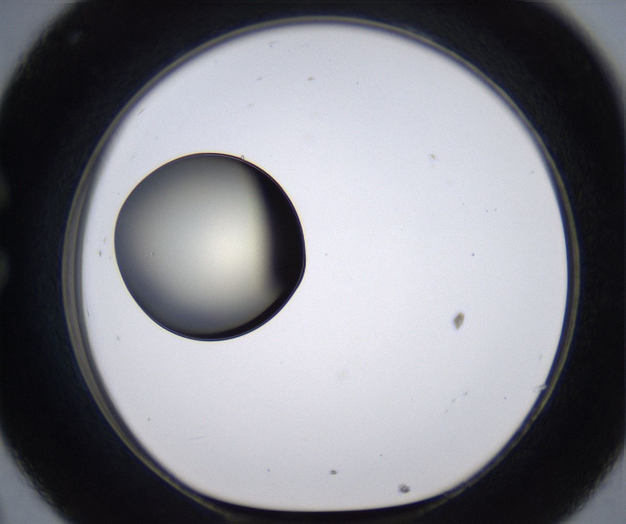 folderID200_plateID2200_batchID9969_wellNum32_profileID1_d1_r149206_ef.jpg