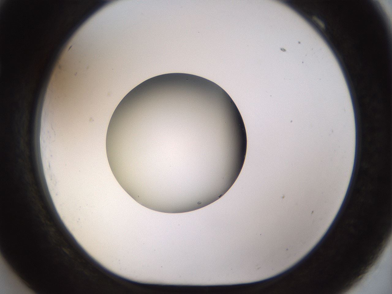 folderID448_plateID1448_batchID5525_wellNum69_profileID1_d1_r91776_ef.jpg