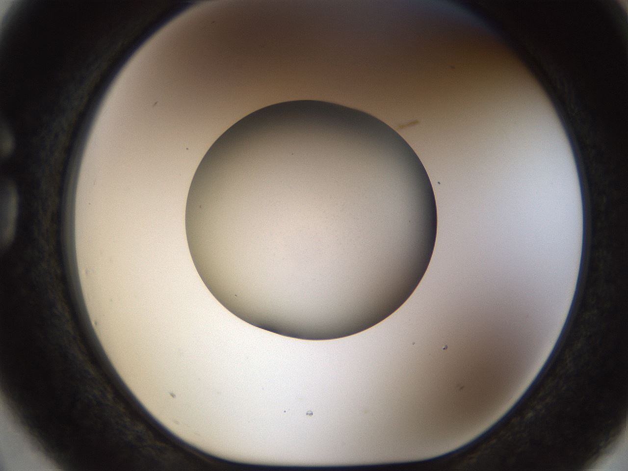 folderID448_plateID1448_batchID5525_wellNum75_profileID1_d1_r91782_ef.jpg